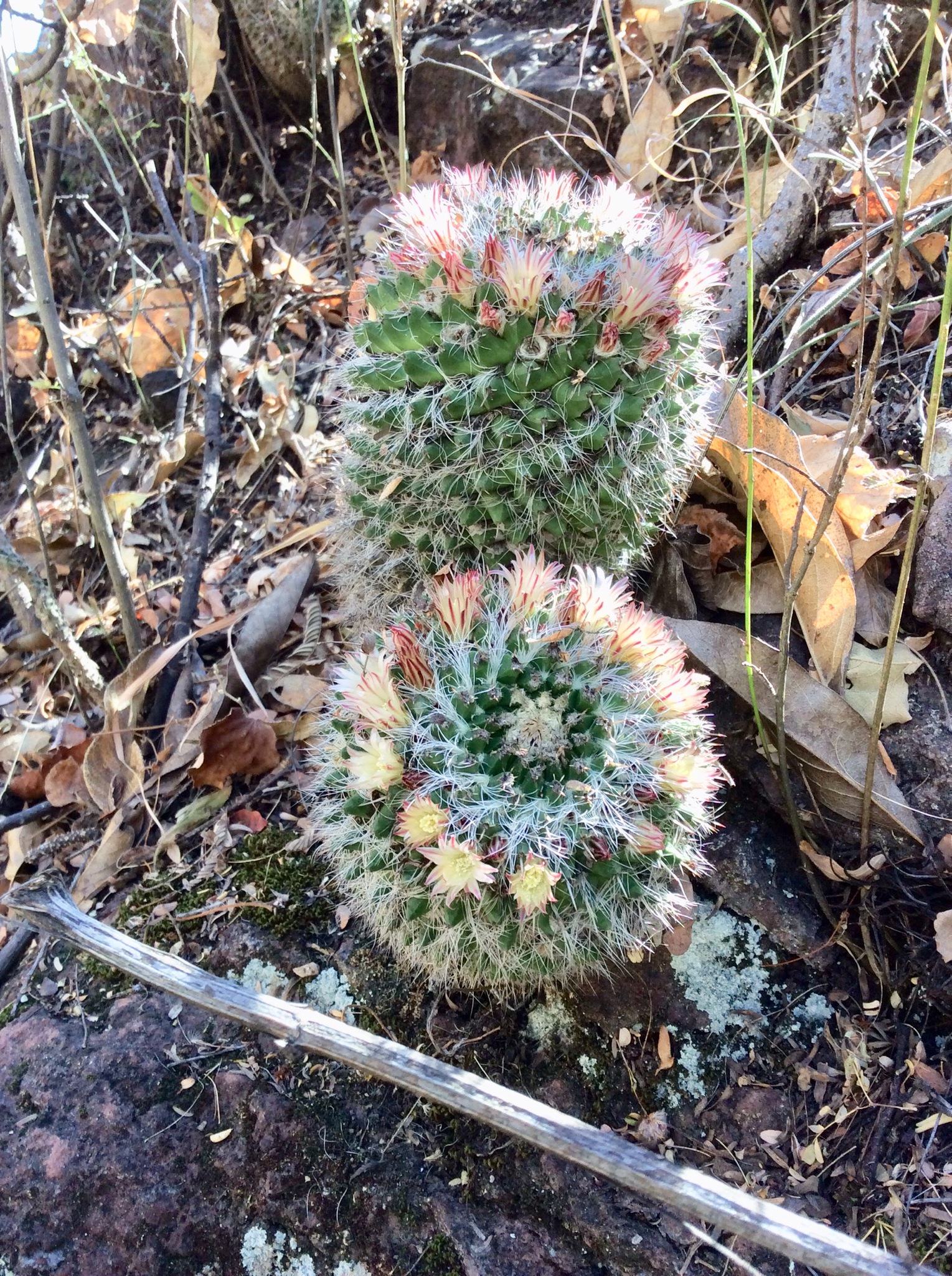 Mammillaria karwinskiana